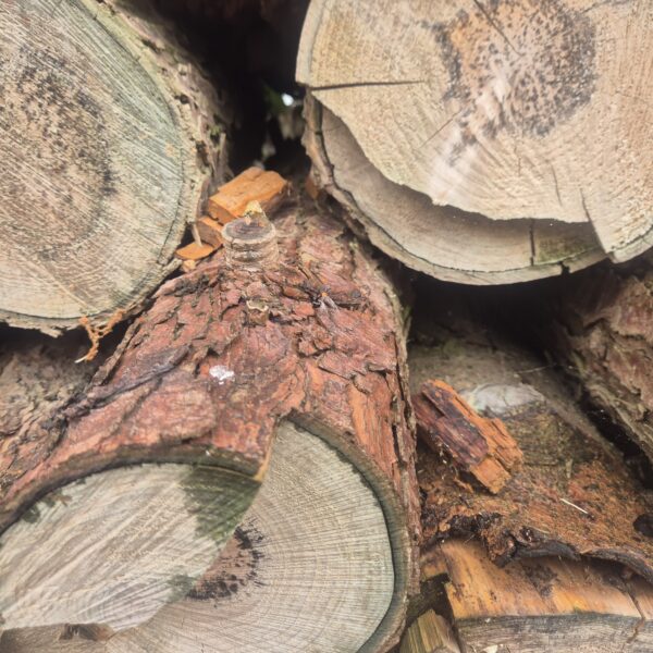 Softwood timber in lengths